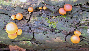 Galerina marginata .